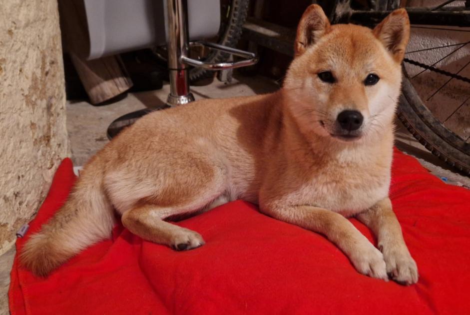 Avviso Ritrovamento Cane Non conosciuta Lussant Francia