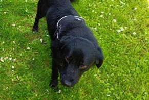 Avviso scomparsa Cane incrocio di razze Maschio , 4 anni Huilly-sur-Seille Francia