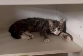 Avviso scomparsa Gatto Maschio , 1 anni Anderlecht Belgio