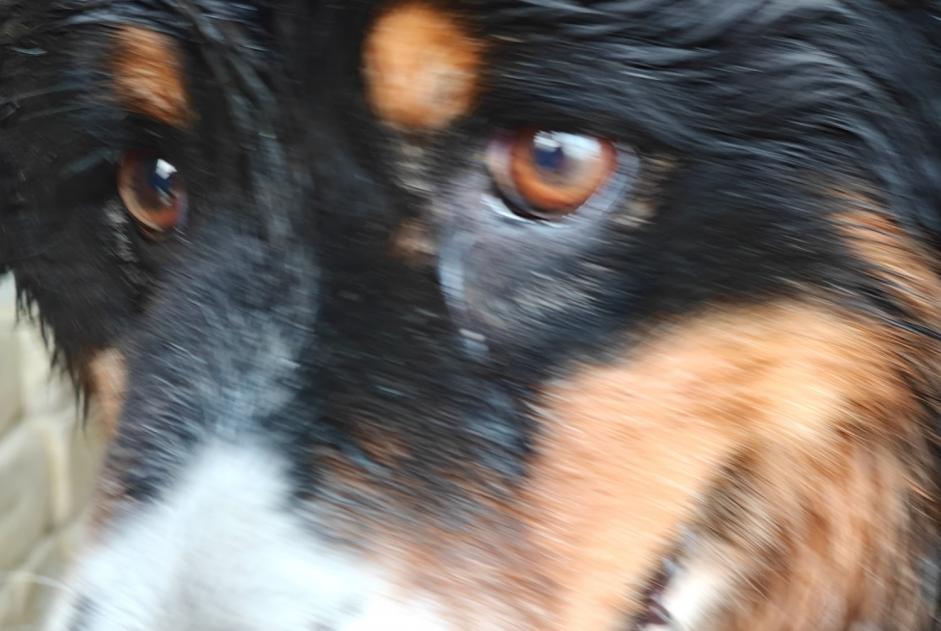 Avviso Ritrovamento Cane incrocio di razze Femmina Landudec Francia