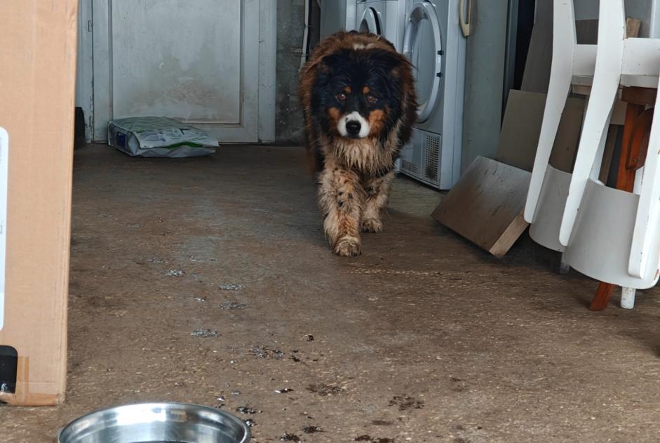 Avviso Ritrovamento Cane incrocio di razze Femmina Landudec Francia