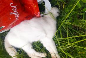 Avviso Ritrovamento Gatto incrocio di razze Non conosciuta Champcevrais Francia