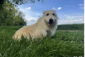 Avviso scomparsa Cane incrocio di razze Femmina , 3 anni Saint-Marcel-lès-Valence Francia