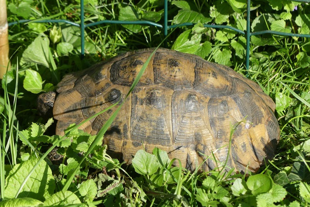 Avviso Ritrovamento Altro Tortue terrestre Maschio Sannois Francia