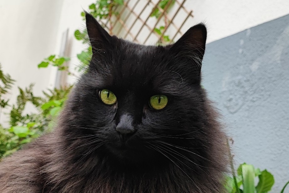Avviso scomparsa Gatto incrocio di razze Maschio , 12 anni Schiltigheim Francia