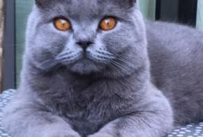 Avviso scomparsa Gatto  Femmina , 6 anni Namur Belgio