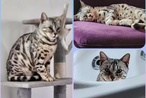 Avviso scomparsa Gatto  Femmina , 7 anni Champs-sur-Yonne Francia