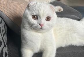 Avviso scomparsa Gatto  Maschio , 2 anni Antwerpen Belgio