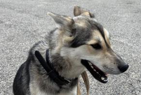 Avviso Ritrovamento Cane incrocio di razze Non conosciuta Lalouvesc Francia