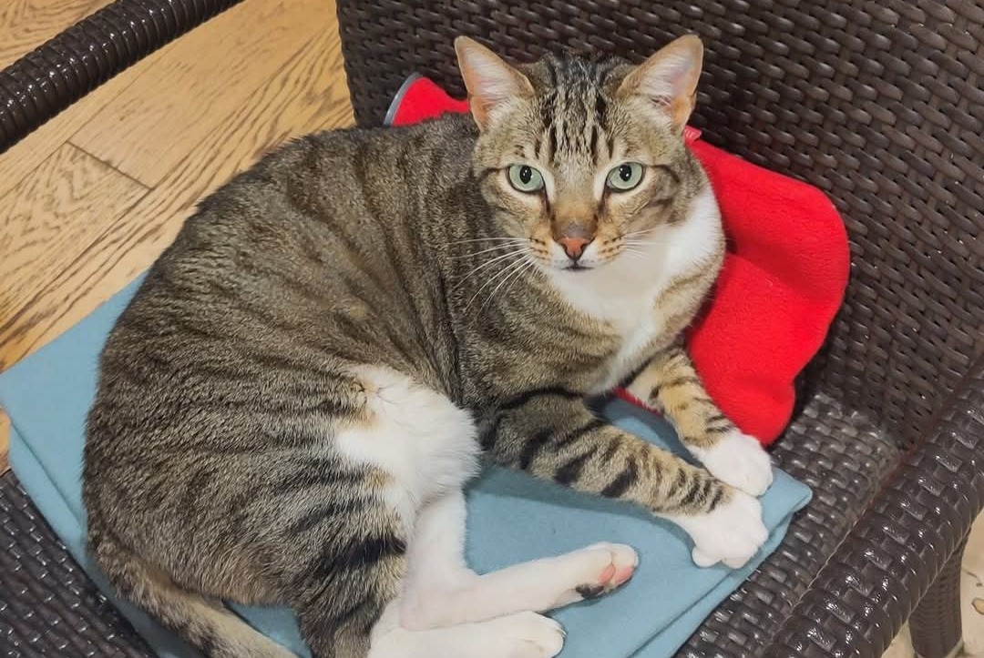 Avviso scomparsa Gatto Maschio , 5 anni Ferney-Voltaire Francia