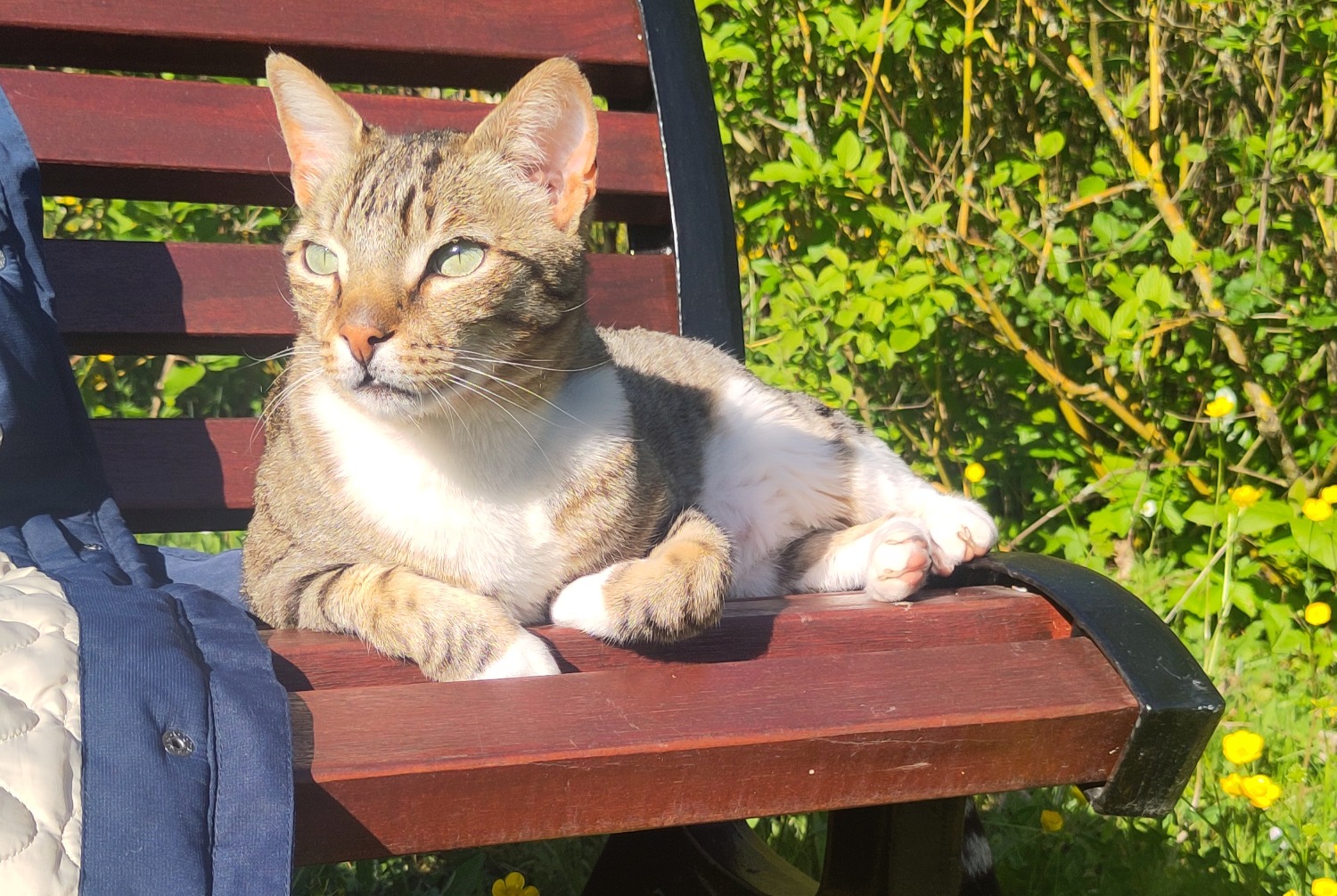 Avviso scomparsa Gatto Maschio , 5 anni Ferney-Voltaire Francia