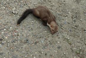 Avviso Ritrovamento Altro Furet Non conosciuta Méru Francia