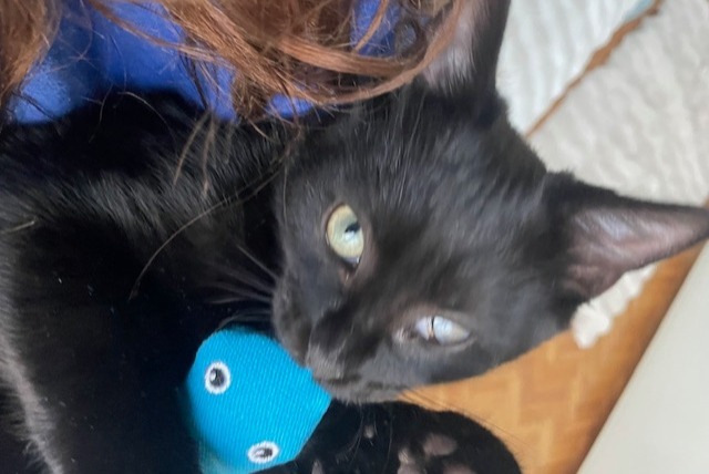 Avviso scomparsa Gatto Maschio , 1 anni Paris Francia