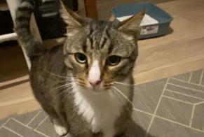 Avviso Ritrovamento Gatto Maschio Saint-Maur-des-Fossés Francia