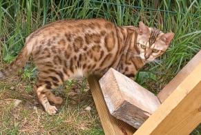 Avviso scomparsa Gatto  Femmina , 5 anni Cesson Francia