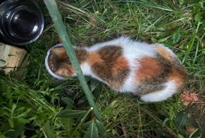 Avviso Ritrovamento Gatto Femmina Vannes Francia