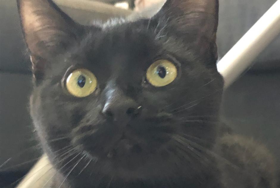 Avviso scomparsa Gatto Femmina , 1 anni Beauchamp Francia