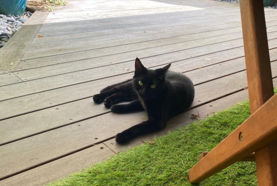Avviso scomparsa Gatto Femmina , 1 anni Beauchamp Francia