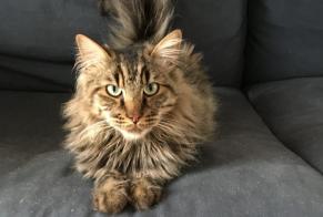 Avviso scomparsa Gatto incrocio di razze Maschio , 6 anni Lucé Francia