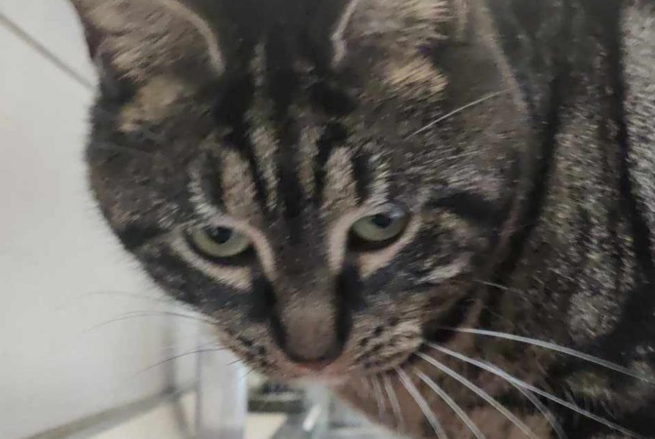 Avviso scomparsa Gatto Femmina , 3 anni Comines Francia