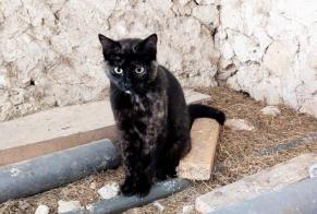 Avviso Ritrovamento Gatto Femmina Saint-Méard-de-Gurçon Francia