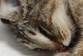 Avviso Ritrovamento Gatto incrocio di razze Femmina Rœulx Francia