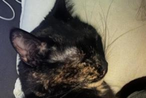 Avviso scomparsa Gatto  Femmina , 6 anni Luisant Francia