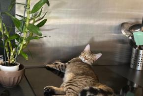 Avviso scomparsa Gatto  Femmina , 1 anni Montcaret Francia