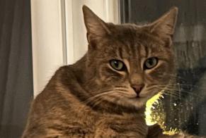 Avviso scomparsa Gatto  Maschio , 2 anni Bourges Francia