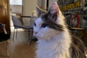 Avviso scomparsa Gatto incrocio di razze Maschio , 19 anni Amboise Francia
