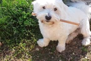 Avviso scomparsa Cane  Maschio , 10 anni Chindrieux Francia