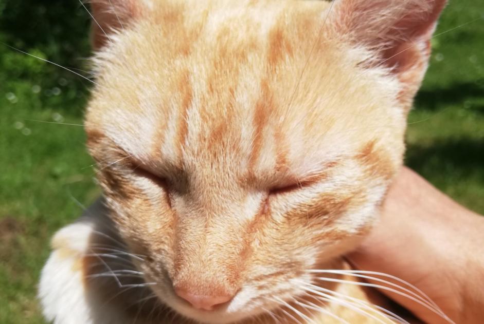 Avviso Ritrovamento Gatto incrocio di razze Femmina Torsac Francia