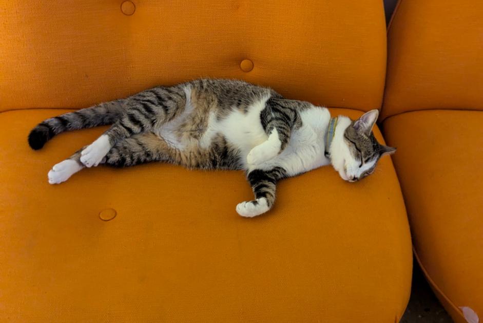 Avviso scomparsa Gatto incrocio di razze Femmina , 1 anni Bordeaux Francia