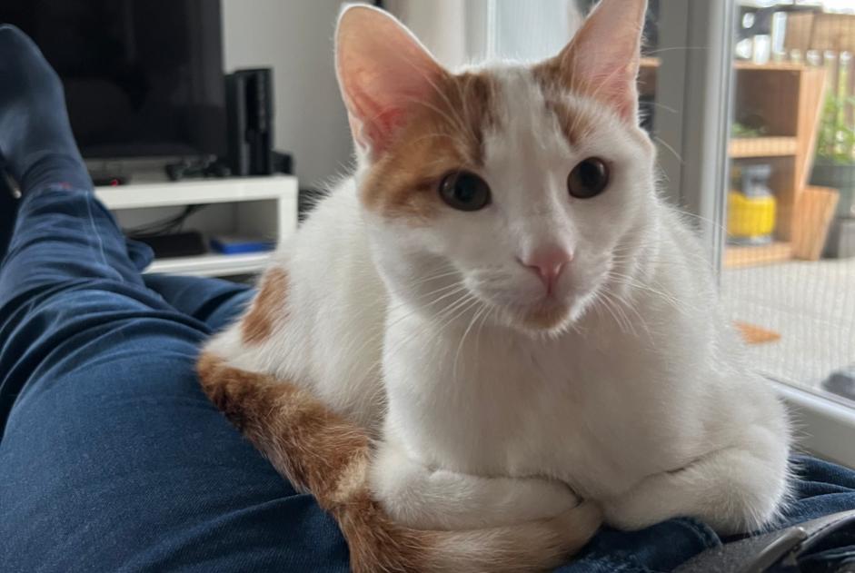 Avviso scomparsa Gatto Maschio , 1 anni Rosheim Francia