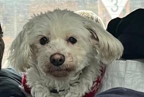 Avviso scomparsa Cane  Femmina , 13 anni Paris Francia