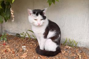 Avviso Ritrovamento Gatto Maschio Saint-Denis Francia