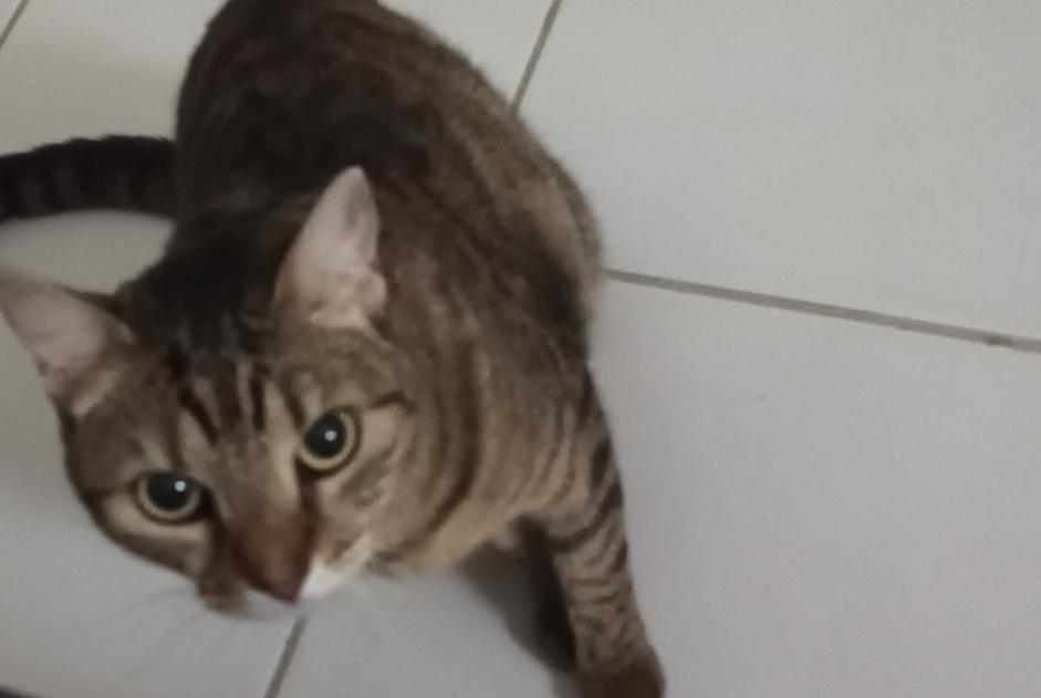 Avviso scomparsa Gatto  Femmina , 7 anni Toulouse Francia