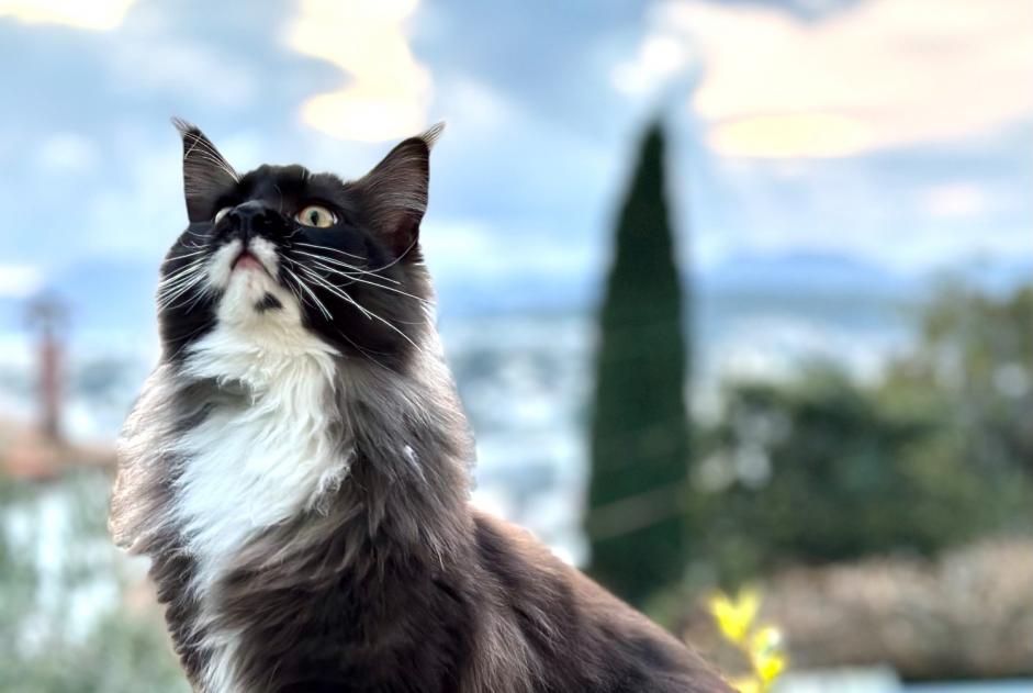 Avviso scomparsa Gatto  Maschio , 3 anni Le Cannet Francia