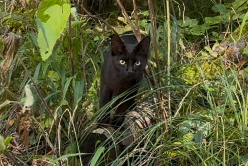 Avviso Ritrovamento Gatto Maschio Bex Svizzera