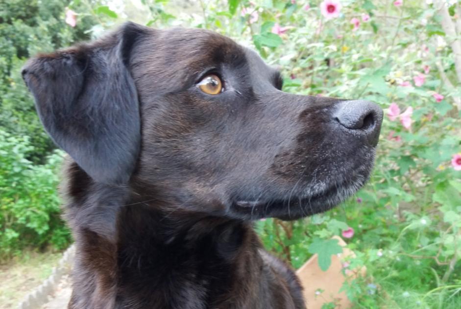 Verdwijningsalarm Hond rassenvermenging Mannetje , 13 jaar Marignane Frankrijk