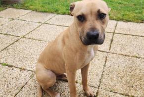 Ontdekkingsalarm Hond rassenvermenging Mannetje Chalonnes-sur-Loire Frankrijk