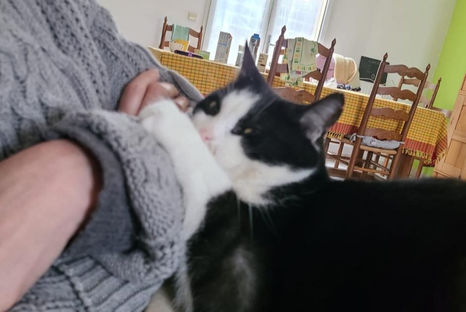 Verdwijningsalarm Kat Mannetje , 12 jaar Essises Frankrijk