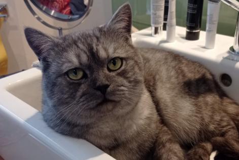Verdwijningsalarm Kat rassenvermenging Mannetje , 2 jaar Ferrières België