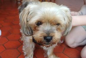 Ontdekkingsalarm Hond  Mannetje Cholet Frankrijk
