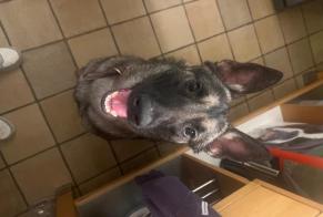 Ontdekkingsalarm Hond  Vrouwtje Châtelet België