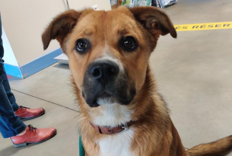 Ontdekkingsalarm Hond rassenvermenging Onbekend Sarzay Frankrijk