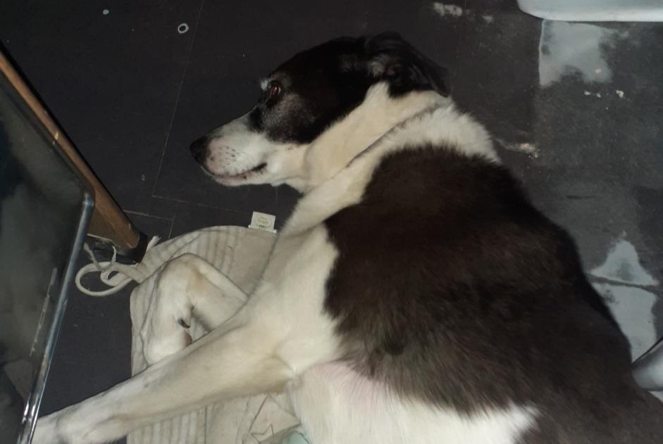 Ontdekkingsalarm Hond rassenvermenging Vrouwtje Saint-André-de-Roquelongue Frankrijk