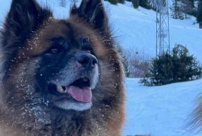 Verdwijningsalarm Hond rassenvermenging Mannetje , 0 jaar Aywaille België