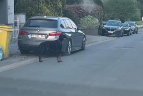 Ontdekkingsalarm Hond  Mannetje Waremme België