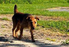 Ontdekkingsalarm Hond Vrouwtje Charencey Frankrijk